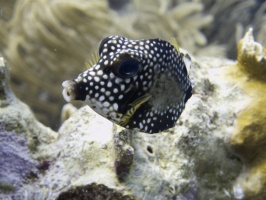 IMG 4079 Smooth Trunkfish